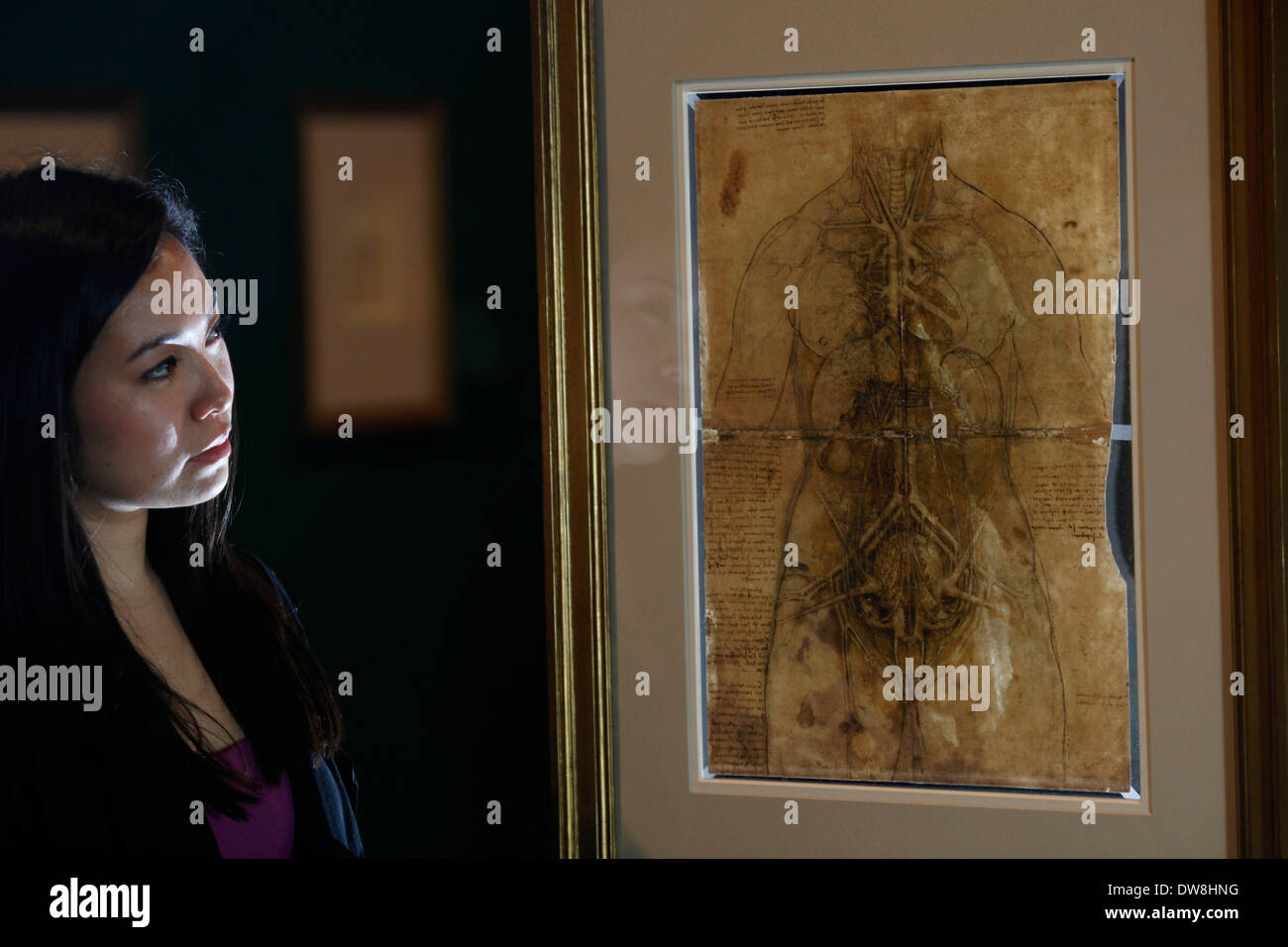 Employee Hanae Tsuji is reflected as she poses with artist Leonardo da Vinci's drawing 'The cardiovascular system and principal organs of a woman, c.1509-10' at the Queen's Gallery at Buckingham Palace in London April 30, 2012. The exhibition 'Leonardo da Vinci : Anatomist' opens Friday and runs to October 7, 2012. Stock Photo