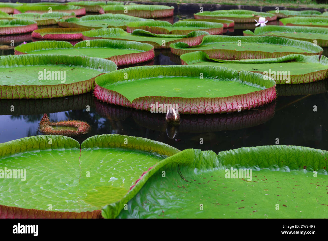 Giant Amazon water lilies at the Sir Seewoosagur Ramgoolam Botanic