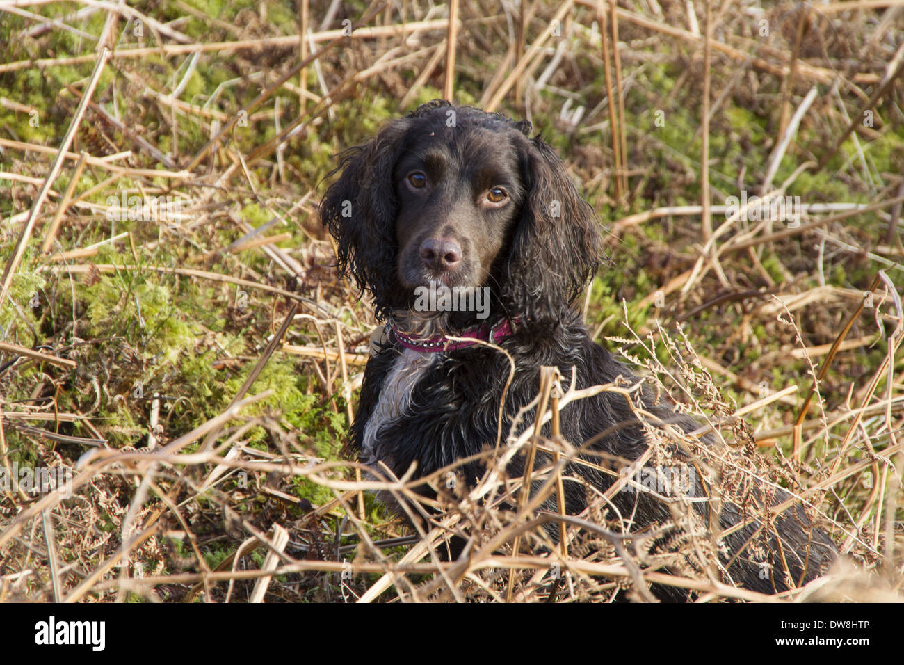 A Working Cocker Spaniel from the Blenheim breed Stock Photo - Alamy