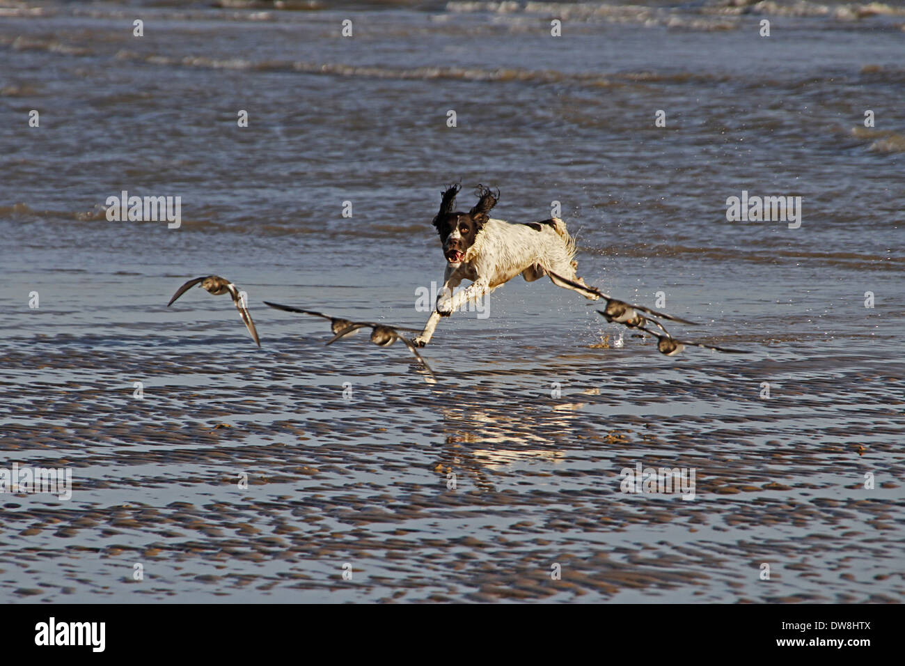 Springer Spaniel chasing Turnstones (wading birds) on the beach at Walberswick Suffolk Stock Photo