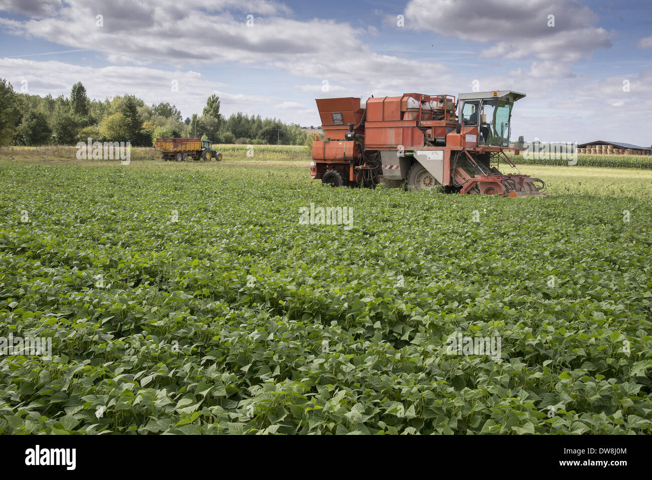 French Bean (Phaseolus vulgaris) crop being harvested by harvester in