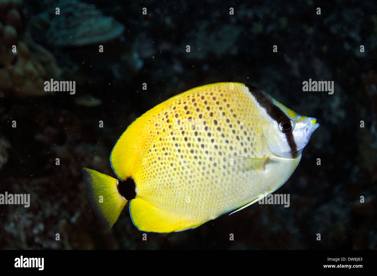 Milletseed butterflyfish, Chaetodon miliaris, endemic to Hawaiian Islands, Kahe Point, Oahu, Hawaii, USA Stock Photo