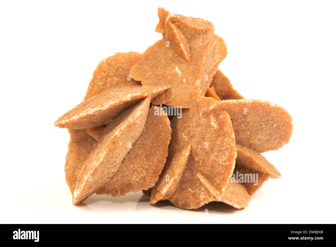 Desert rose isolated on white background Stock Photo - Alamy