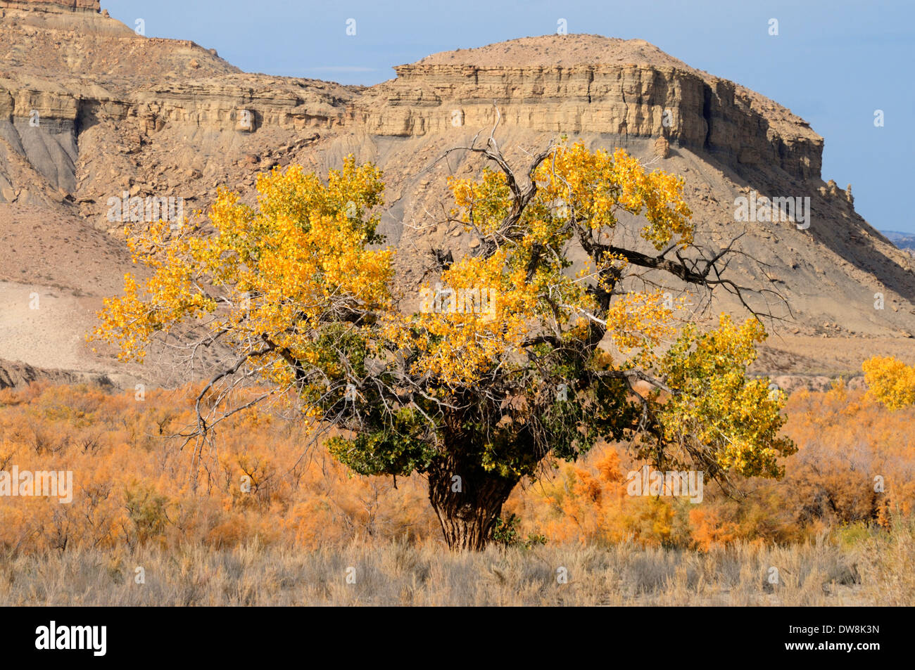 cottonwood tree in fall foliage in front of a mesa at Cottonwood Canyon