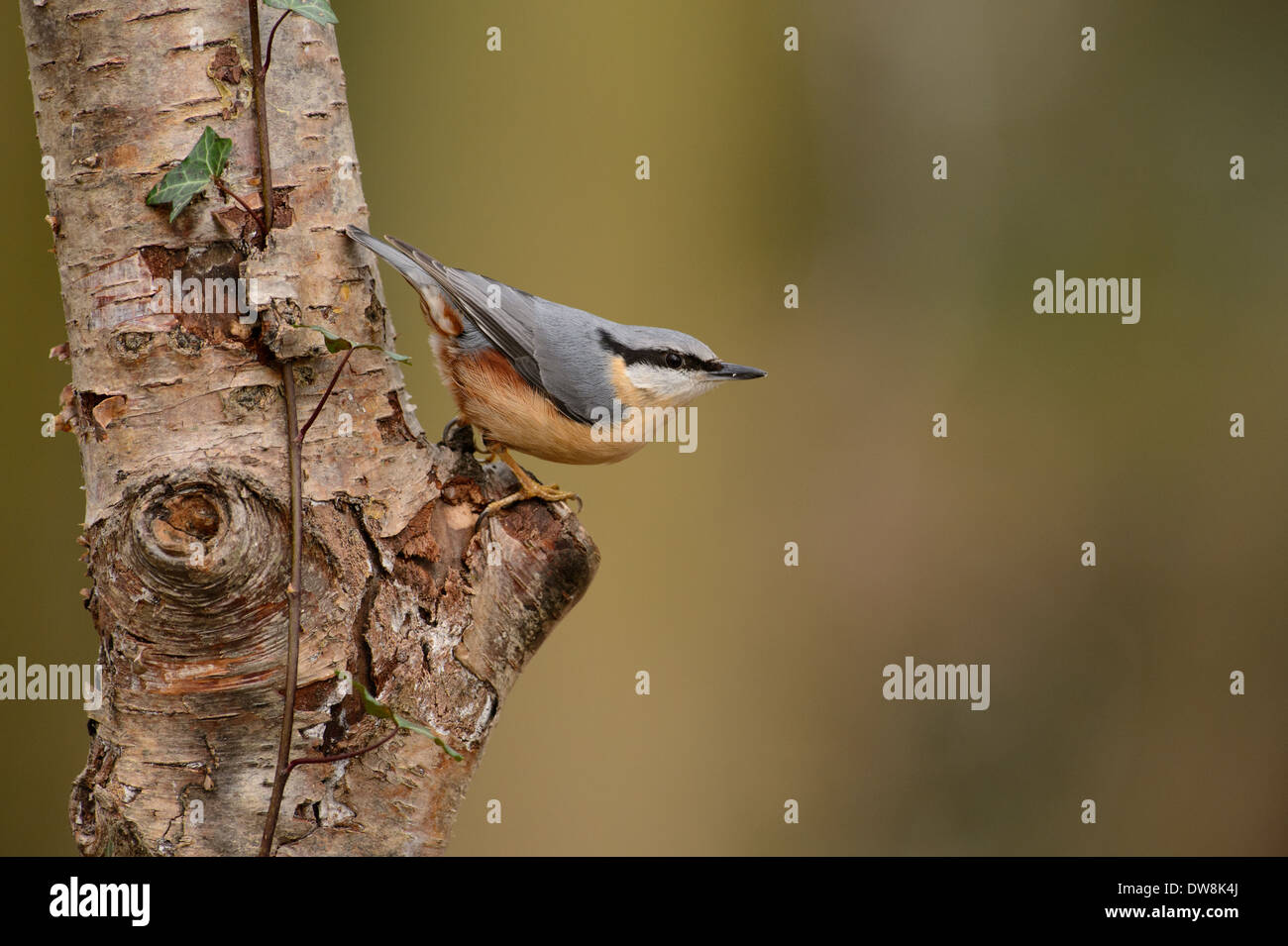 Eurasian Nuthatch (Sitta europaea) Stock Photo