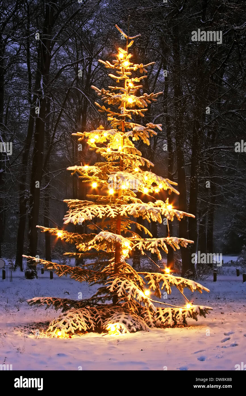 Illuminated snowy christmas tree in the forest at night Stock Photo - Alamy