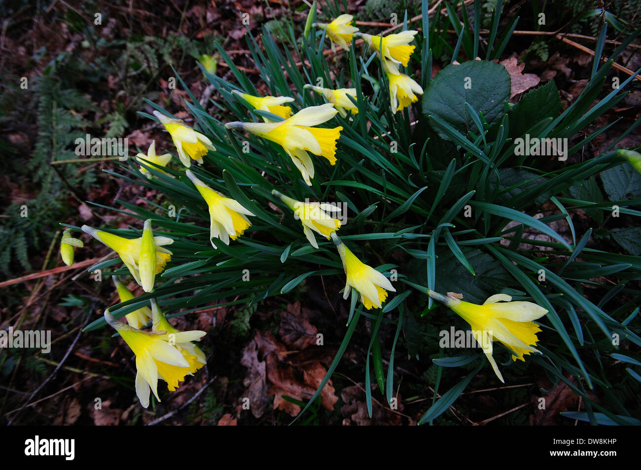 Wild daffodil, Oysters Coppice, Wiltshire, UK March 2011 Stock Photo