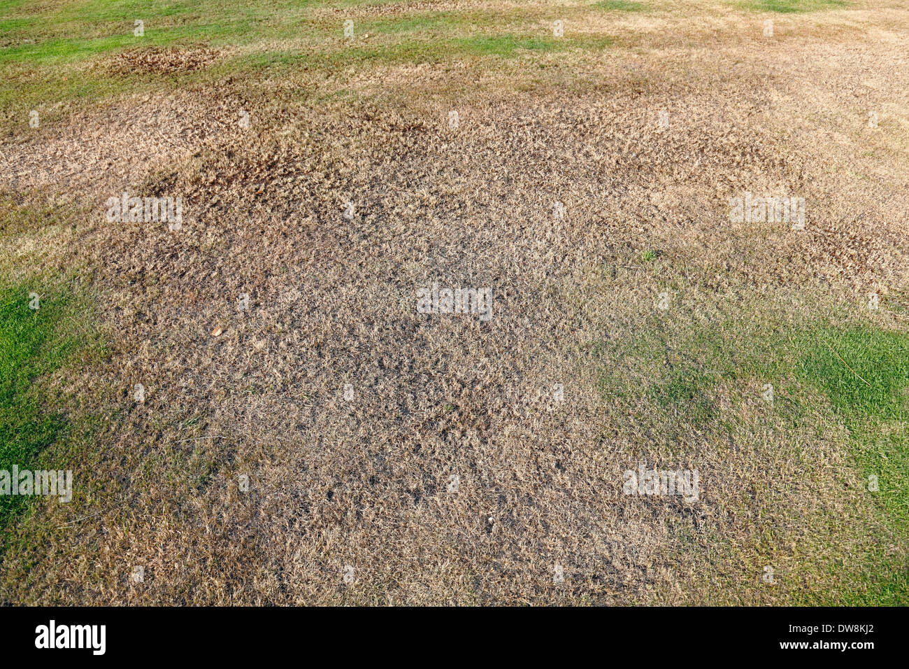 A patch of dry, brown, garden lawn, Scotland, UK Stock Photo Alamy