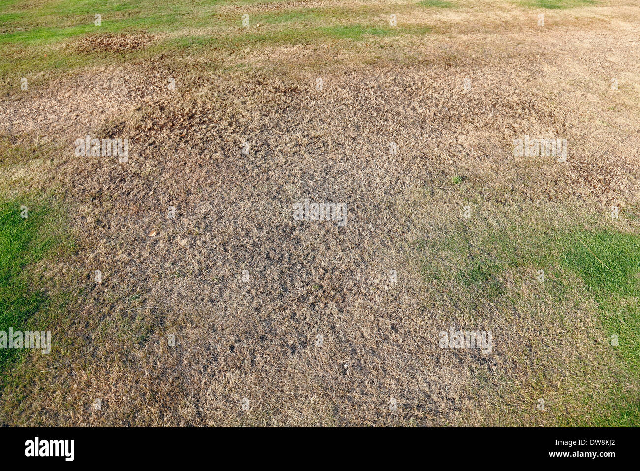 A patch of dry, brown, garden lawn, Scotland, UK, Europe Stock Photo