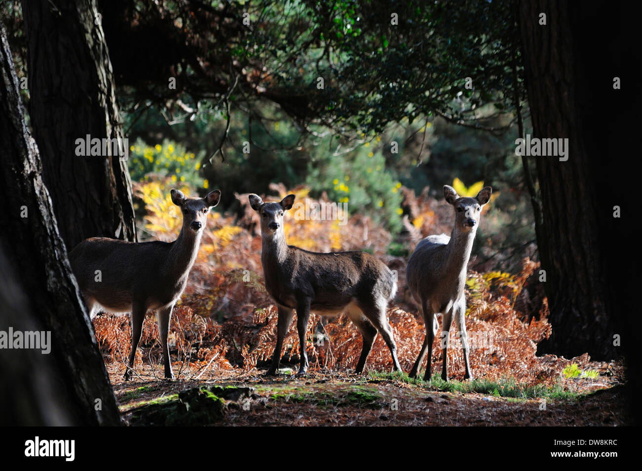 Three sika deer on the heath UK Stock Photo