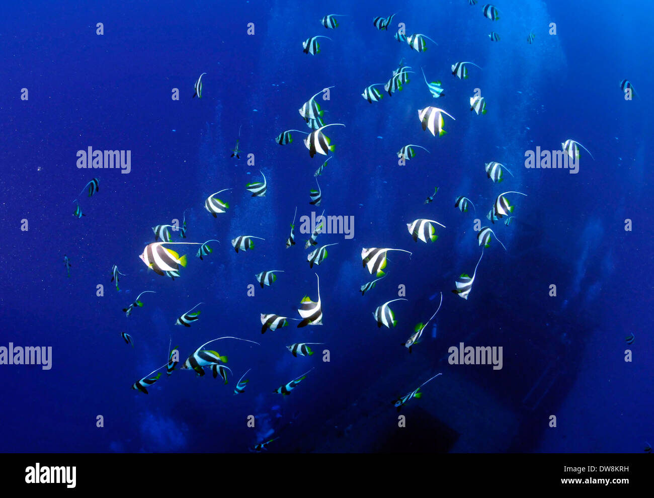 School of pennant coralfish, Heniochus acuminatus, Oahu, Hawaii, USA Stock Photo