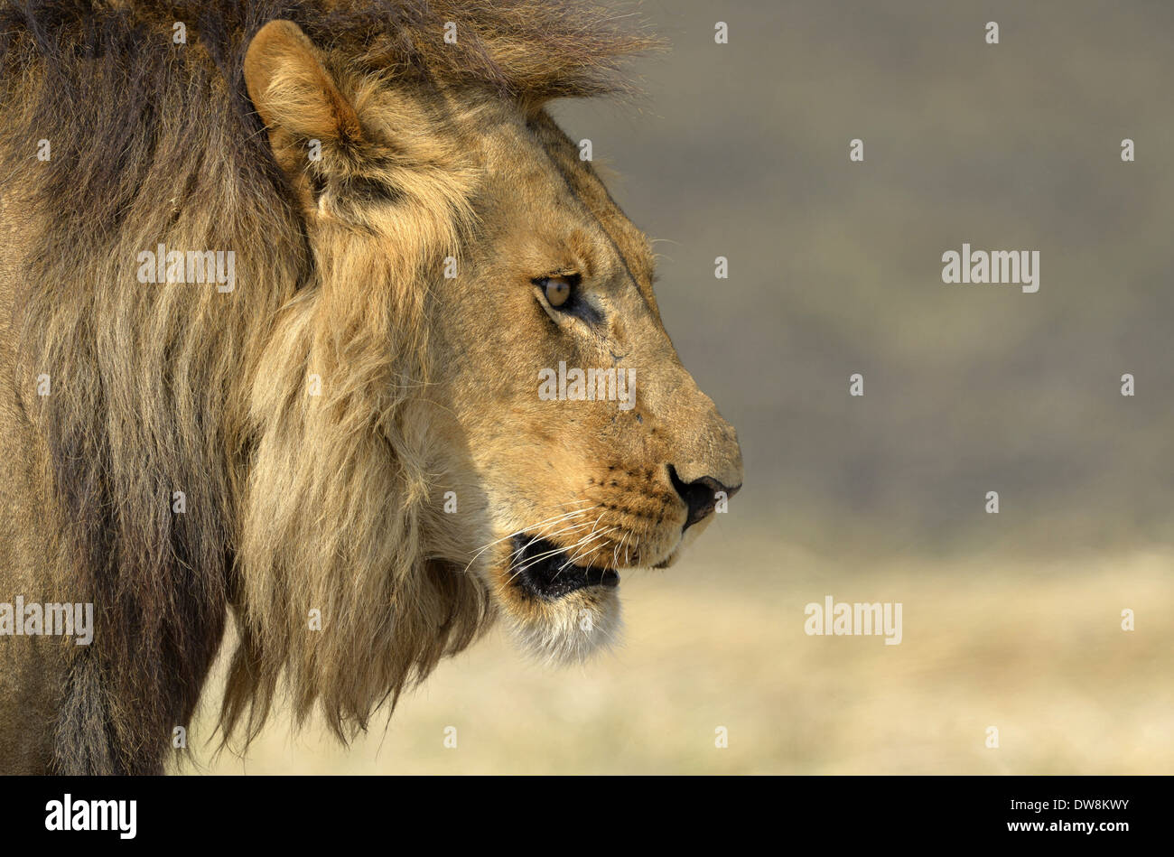 Southwest African Lion (Panthera leo bleyenberghi) adult male close-up of head Kafue N.P. Zambia September Stock Photo