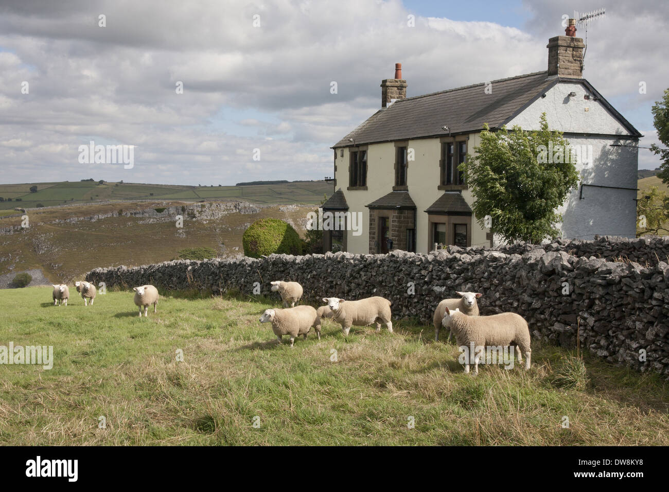 Domestic Sheep Texel rams flock standing in pasture beside drystone wall and cottage Cressbrook Dale Derbyshire Dales National Stock Photo