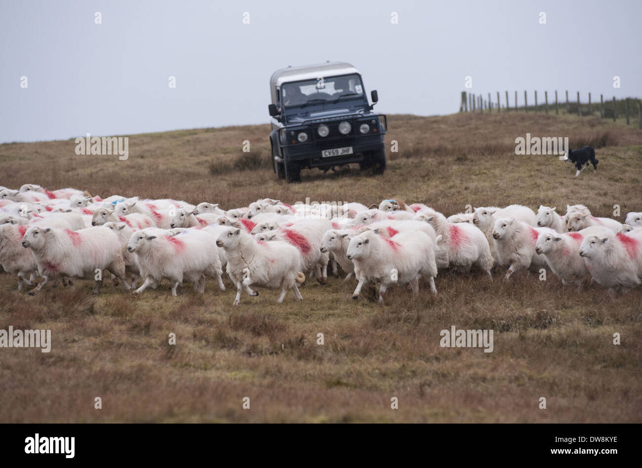 Domestic Sheep Welsh Mountain ewes flock being herded by farmer driving Land Rover Defender and sheepdog on hill farm Cambrian Stock Photo