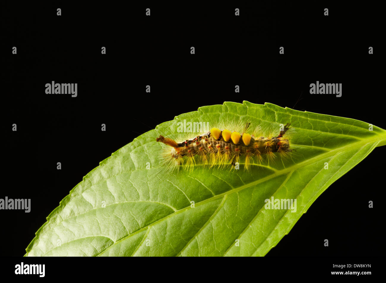 Caterpillar of the Rusty Tussock Moth Stock Photo