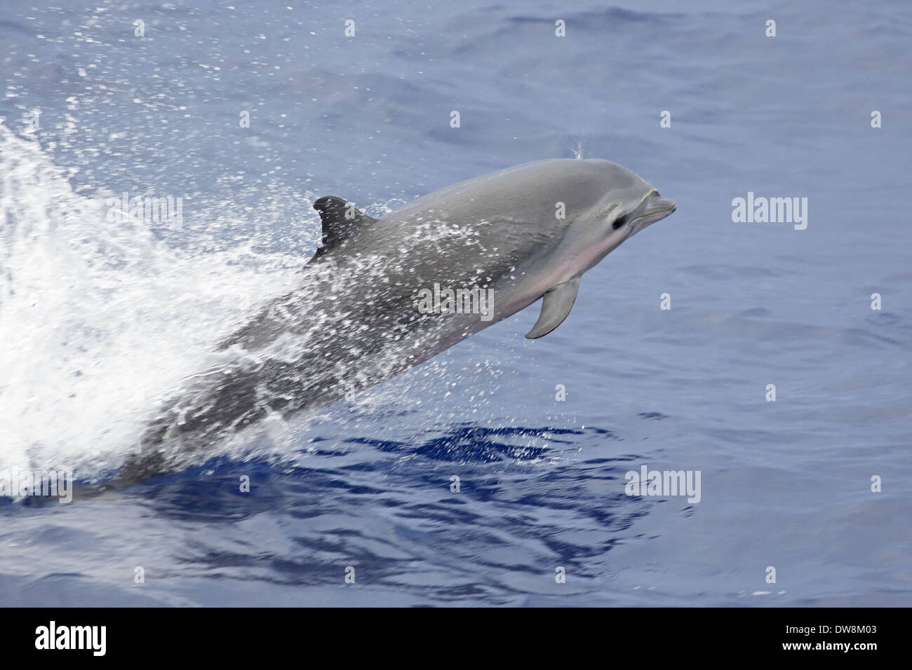 Fraser's Dolphin (Lagenodelphis hosei) adult leaping from sea off New ...
