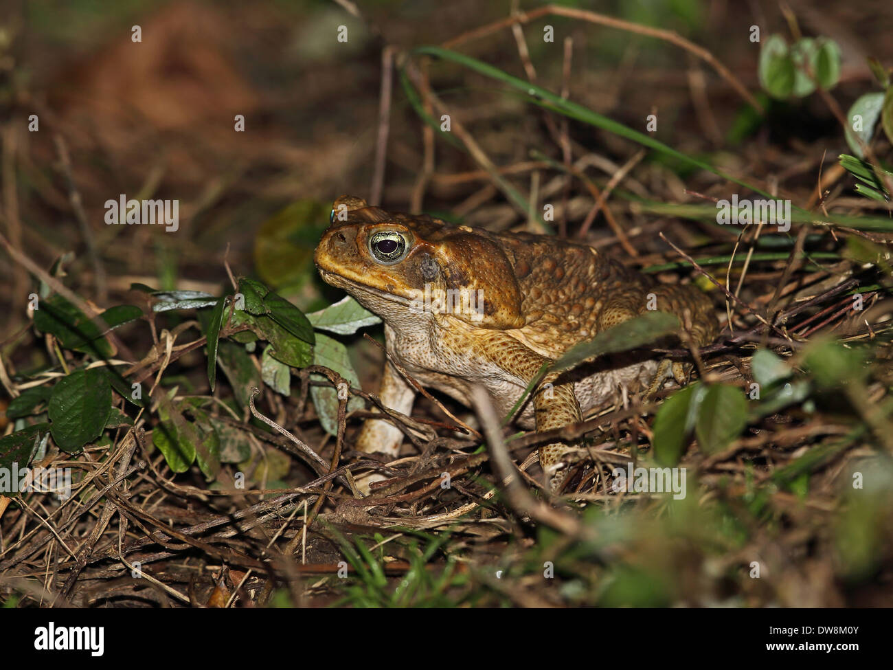 Cane Toad (Rhinella marinus) adult sitting on vegetation Los Haitises N.P. Dominican Republic January Stock Photo