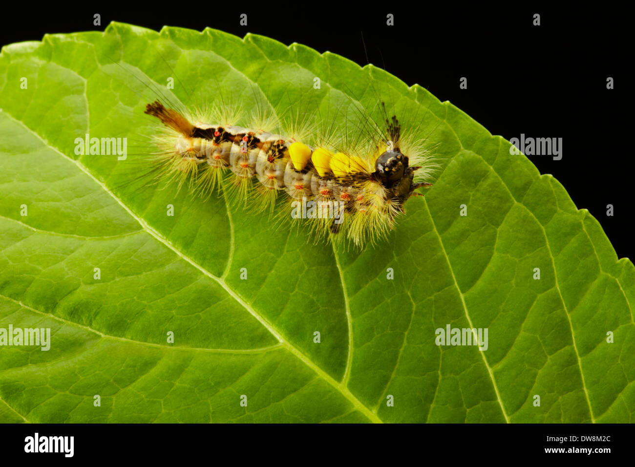 Caterpillar of the Rusty Tussock Moth Stock Photo