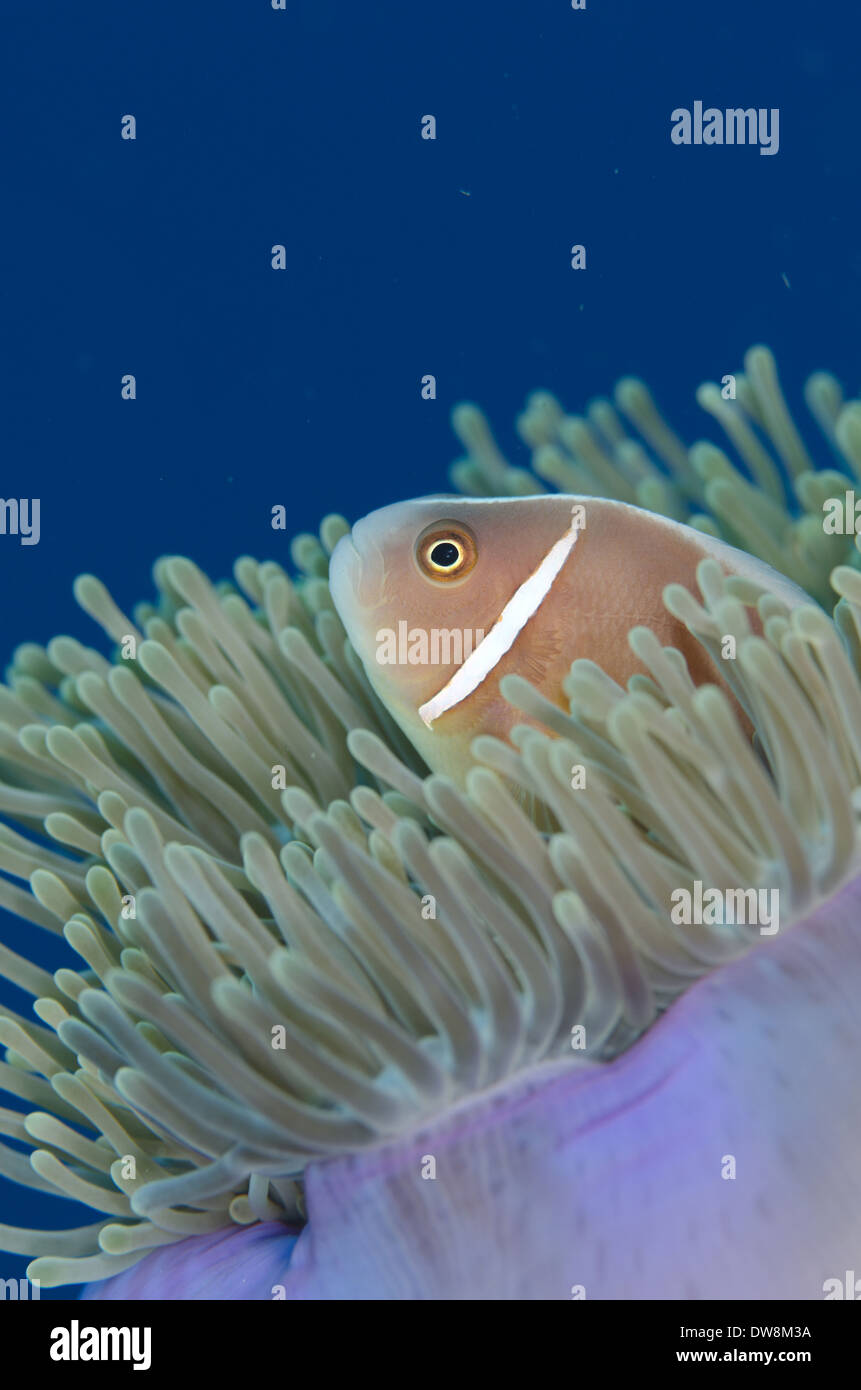 Pink Anemonefish (Amphiprion perideraion) adult sheltering amongst Magnificent Sea Anemone (Heteractis magnifica) tentacles Stock Photo