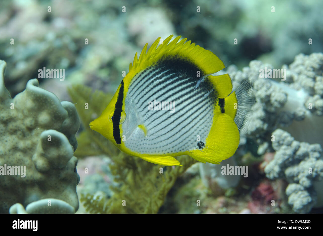 Black-backed Butterflyfish (Chaetodon melannotus) adult swimming Tanjung Muara Sermata Islands Lesser Sunda Islands Indonesia Stock Photo