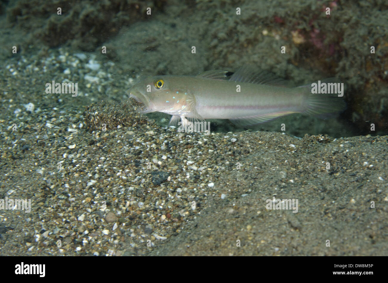Water spitting fish hi-res stock photography and images - Alamy