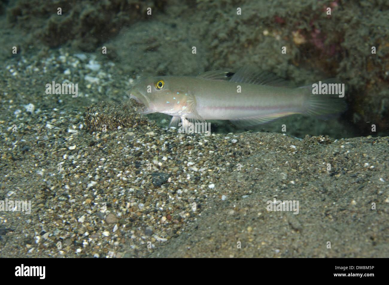 Sixspot Goby (Valenciennea sexguttata) adult spitting out sand excavated from burrow Tanjung Gedong Flores Island Lesser Sunda Stock Photo