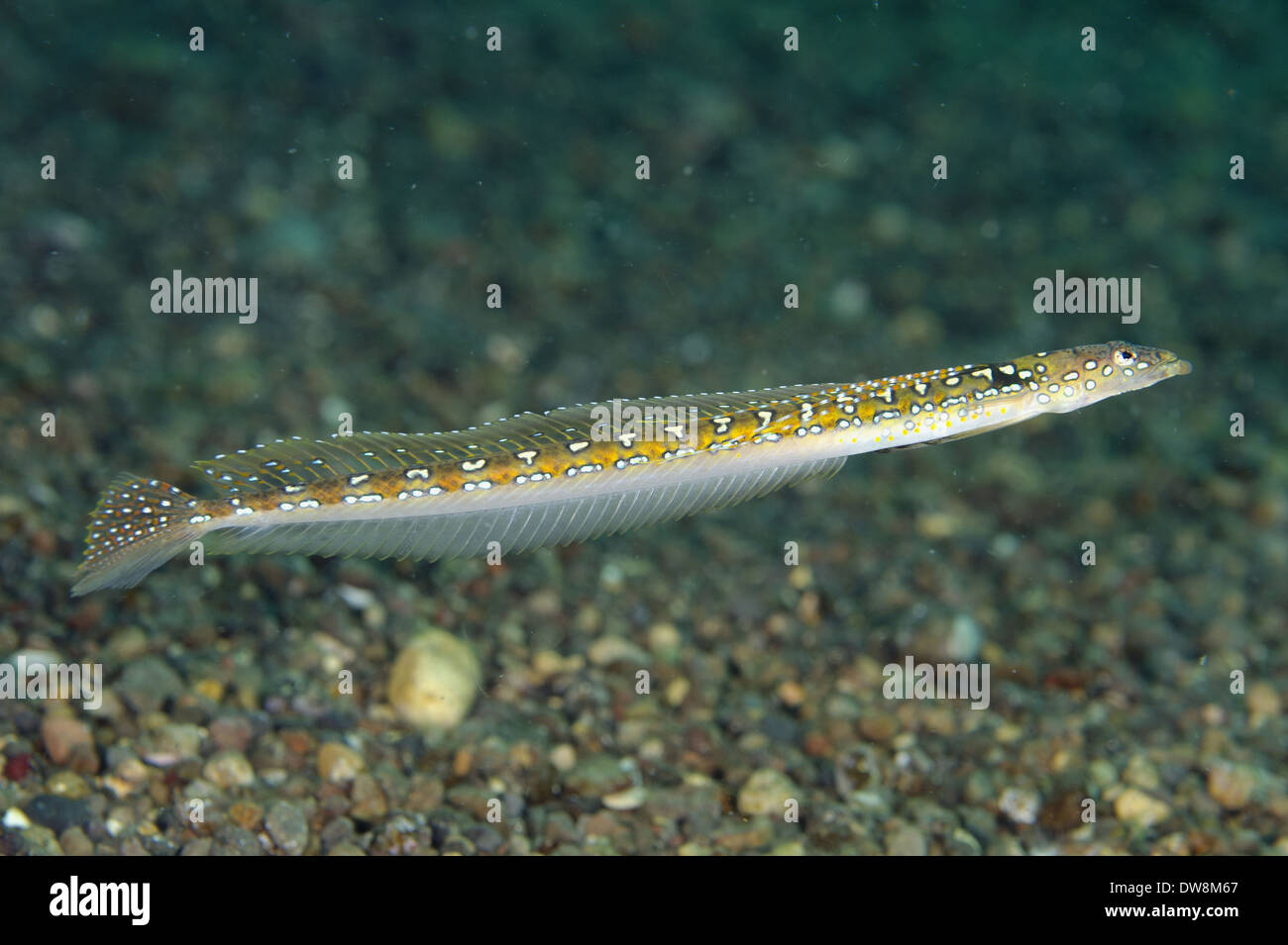 Long-rayed Sand-diver (Trichonotus elegans) adult swimming Pantar Island Alor Archipelago Lesser Sunda Islands Indonesia October Stock Photo