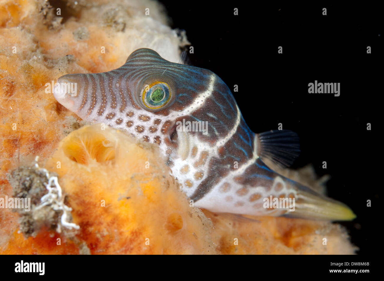 Black-saddled Pufferfish (Canthigaster valentini) adult resting on sponge Seraya Bali Lesser Sunda Islands Indonesia December Stock Photo