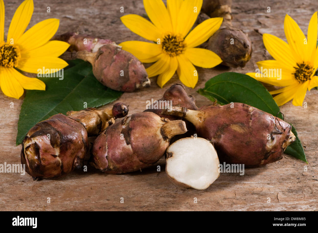 Jerusalem artichoke roots hires stock photography and images Alamy