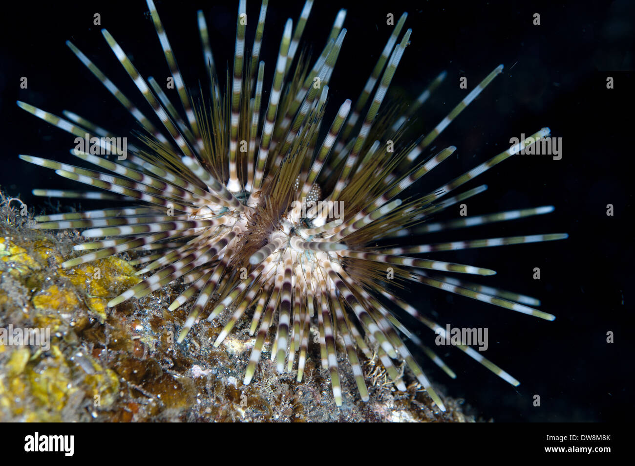 Double-spined Urchin (Echinothrix calamaris) adult Seraya Bali Lesser Sunda Islands Indonesia December Stock Photo