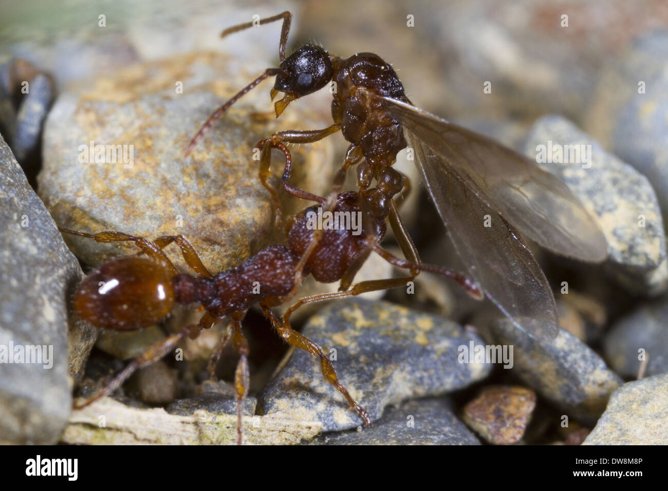 Ant (Myrmica sabuleti) adult worker attacking Ant (Myrmica ruginodis) winged adult male Powys Wales August Stock Photo