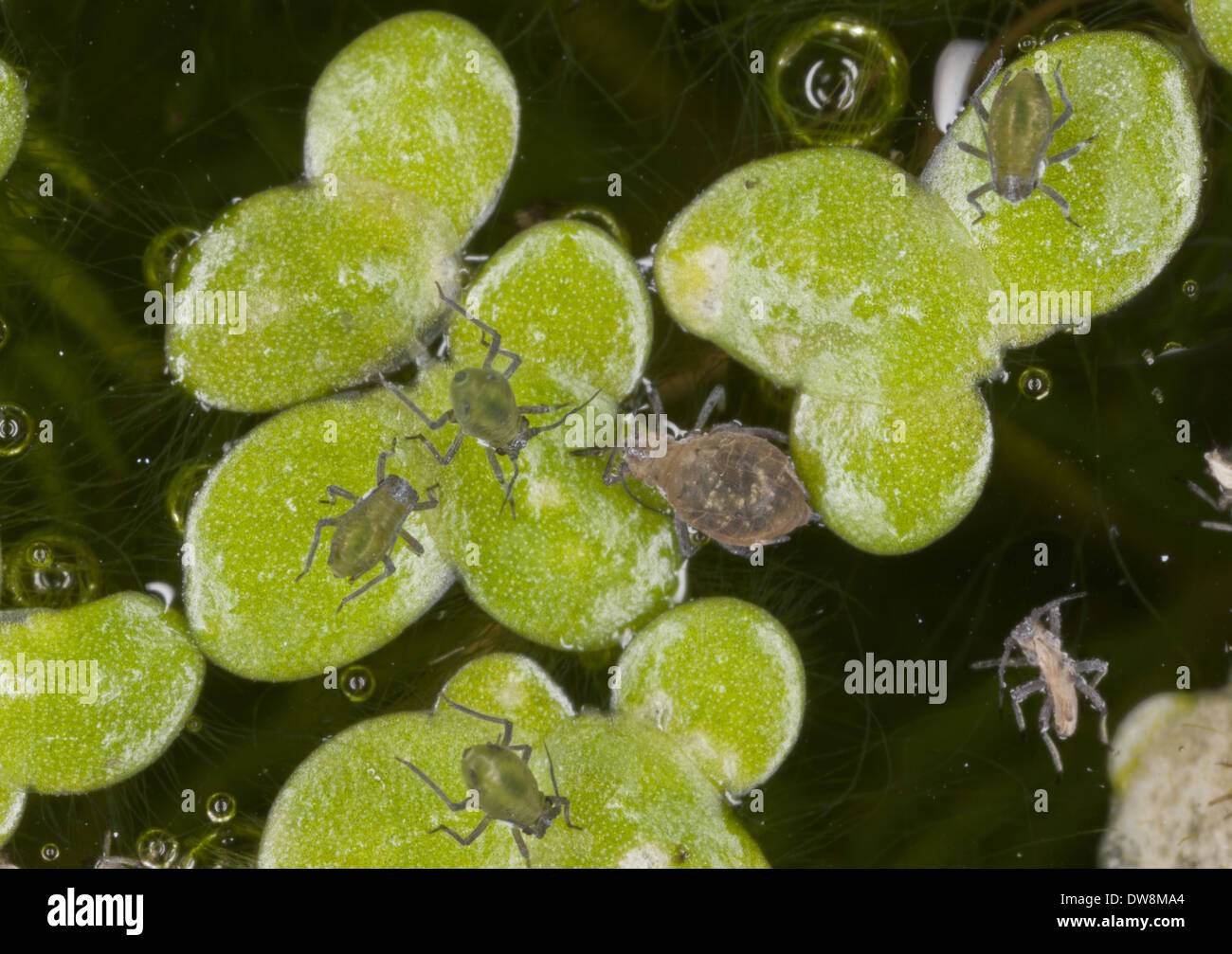Waterlily Aphid (Rhopalosiphum nymphaeae) adult and young on Common Duckweed (Lemna minor) leaves in garden pond Dorset England Stock Photo