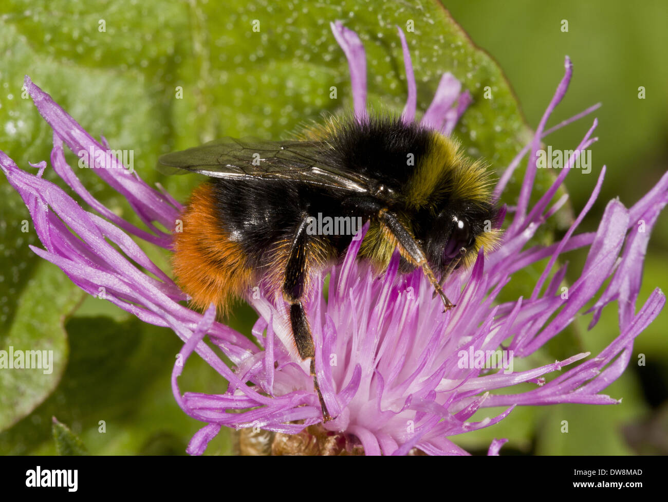Large Red-tailed Bumblebee (Bombus lapidarius) adult male feeding on knapweed flower France August Stock Photo
