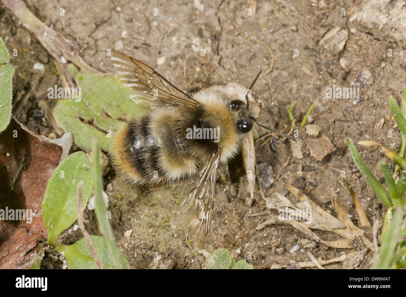 Shrill Carder Bee (Bombus sylvarum) adult resting on ground Wiltshire England July Stock Photo