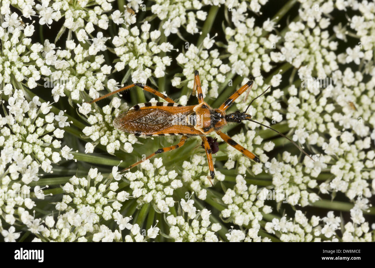 Red Assassin Bug (Rhynocoris iracundus) adult hunting on umbellifer flowers Anatolia Turkey July Stock Photo