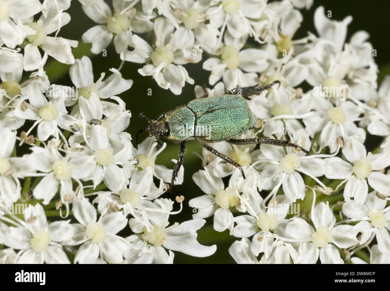 Scarab Beetle (Hoplia argentea) adult feeding on umbellifer flowers Pontic Mountains Anatolia Turkey July Stock Photo