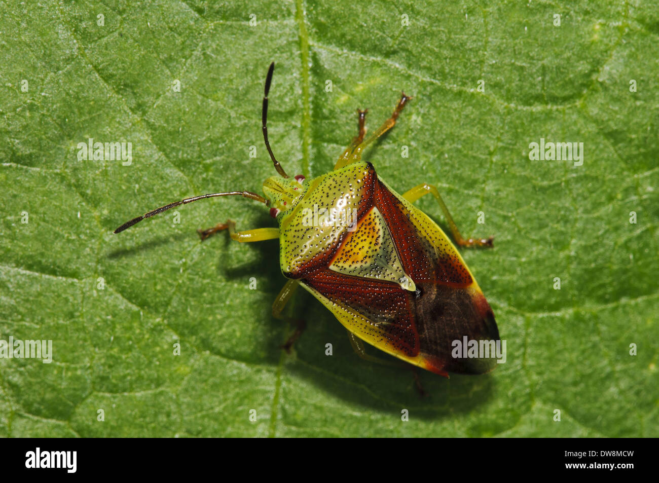 Birch Shieldbug (Elasmostethus interstinctus) adult walking across leaf ...