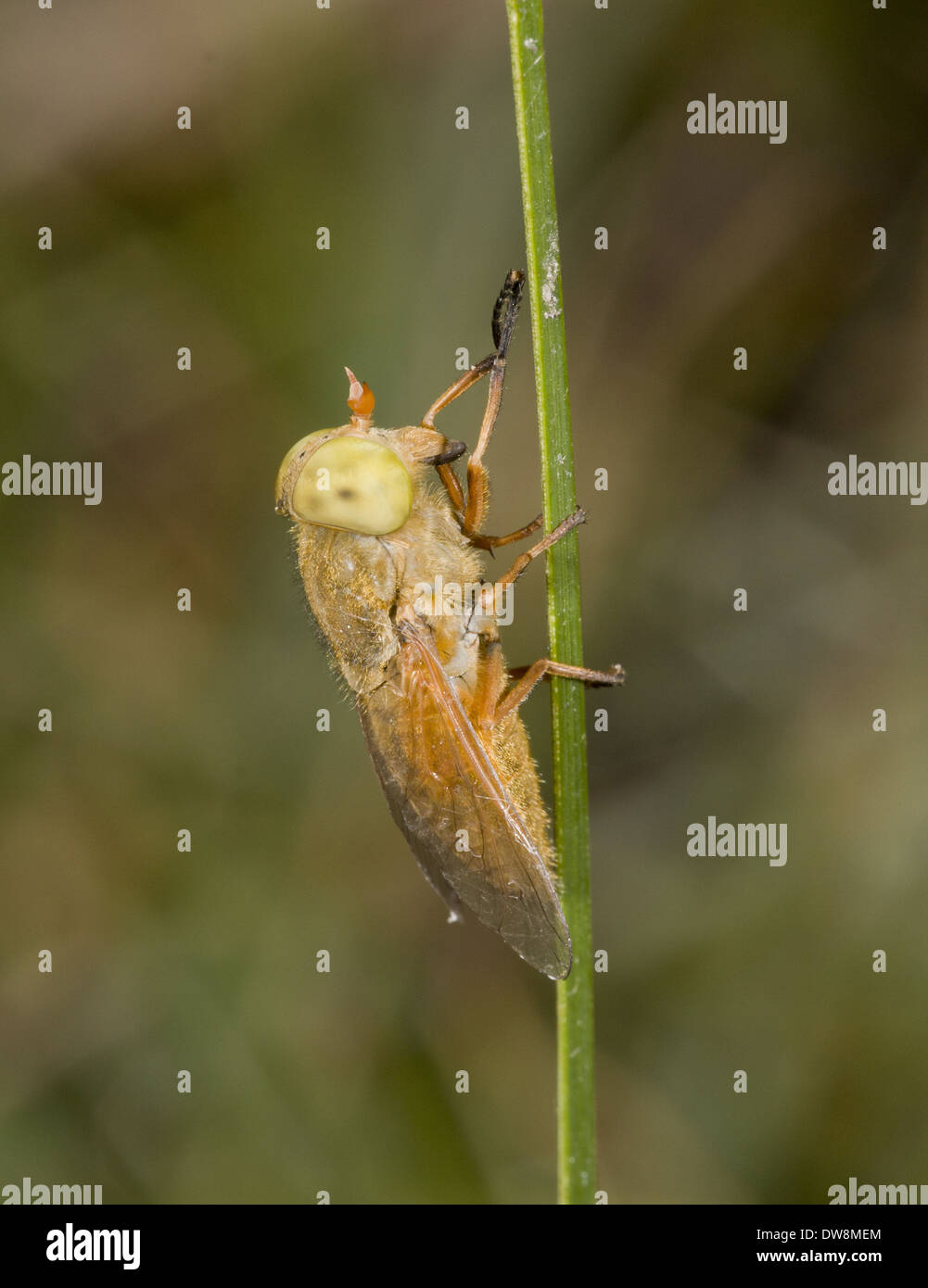 Golden Horsefly (Atylotus fulvus) adult resting on leaf in mire New