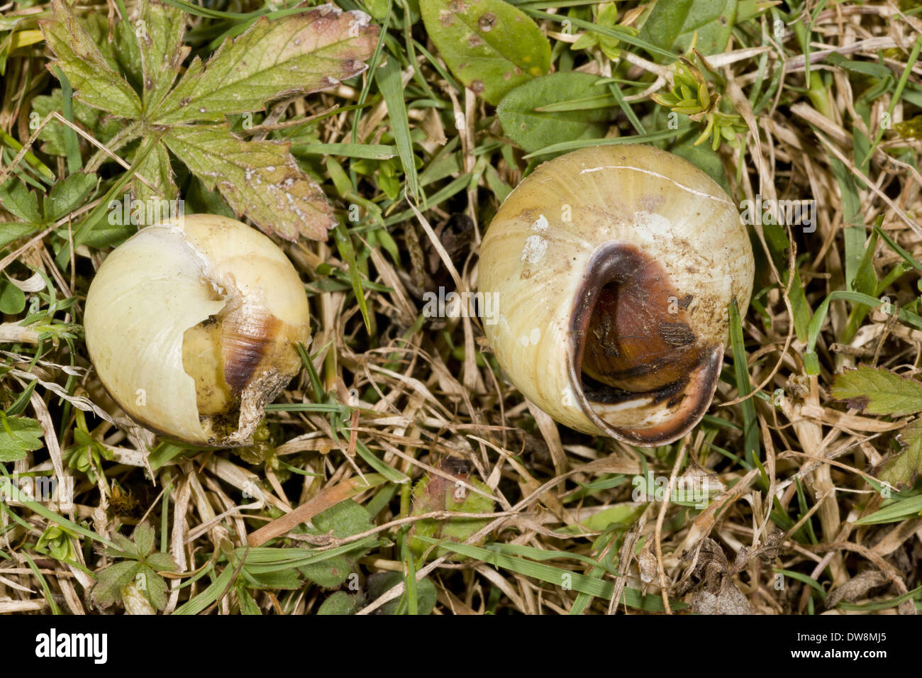 Dead glow worm hi-res stock photography and images - Alamy