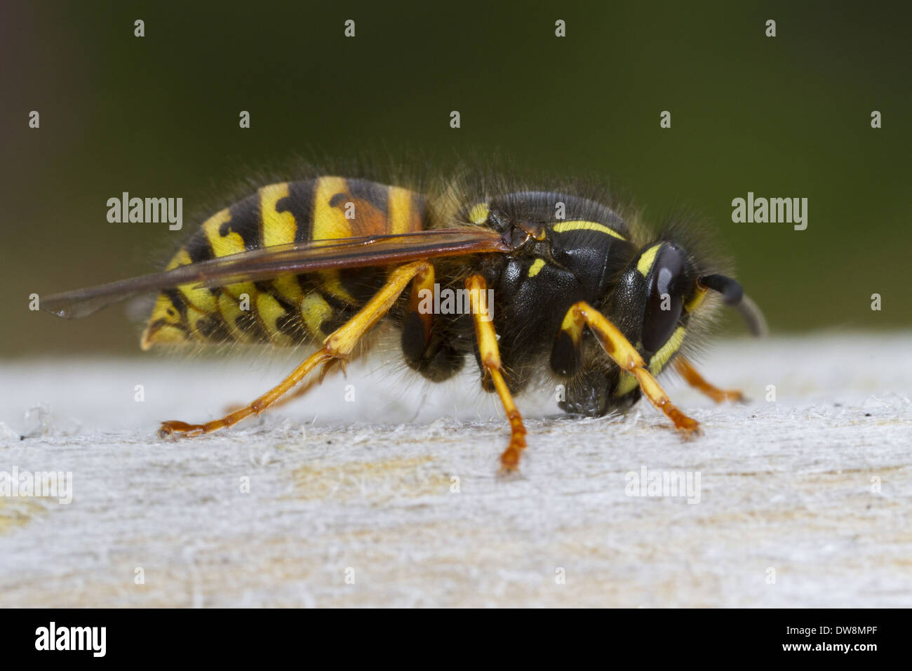 Norwegian Wasp (Dolichovespula norwegica) adult worker collecting wood pulp from garden gate for nest building material Powys Stock Photo