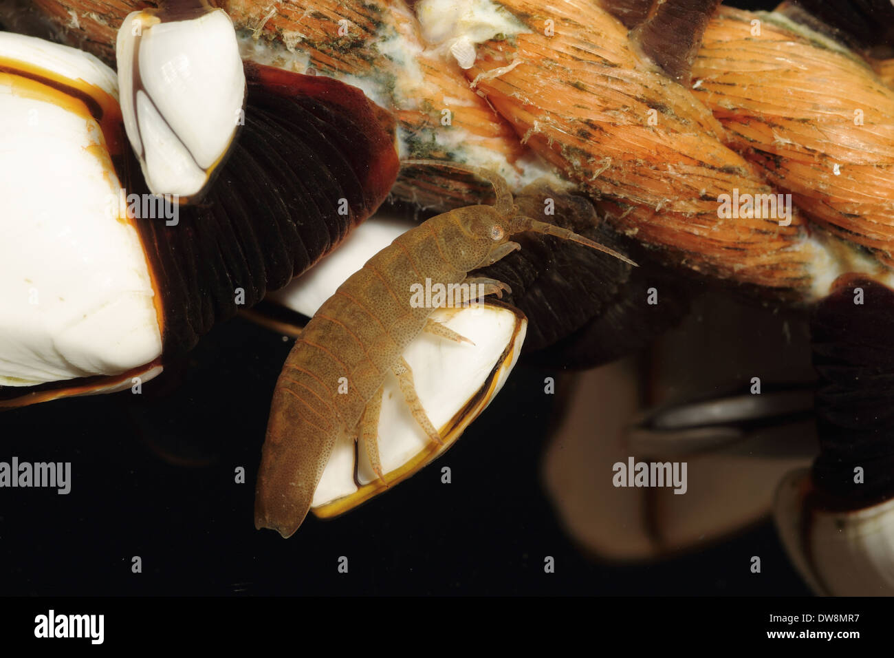 Pelagic Isopod (Idotea metallica) adult amongst Goose Barnacles (Pedunculata sp.) (captive) Stock Photo