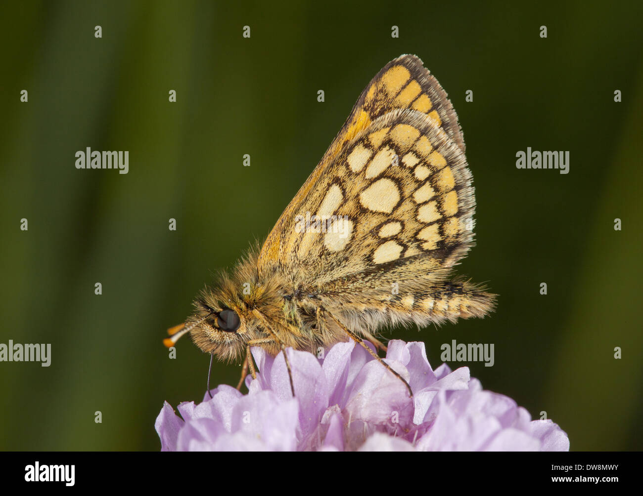 Chequered Skipper (Carterocephalus palaemon) adult male feeding on thrift flowers Bulgaria May Stock Photo