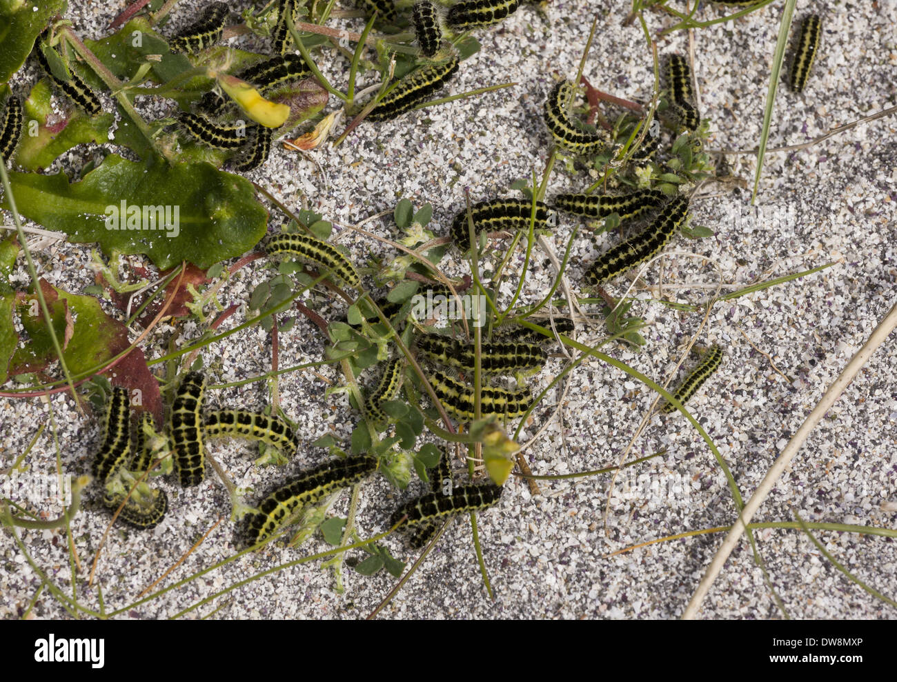 Six-spot Burnet (Zygaena filipendulae) caterpillars group on sand dunes Inisheer The Burren County Clare Ireland May Stock Photo