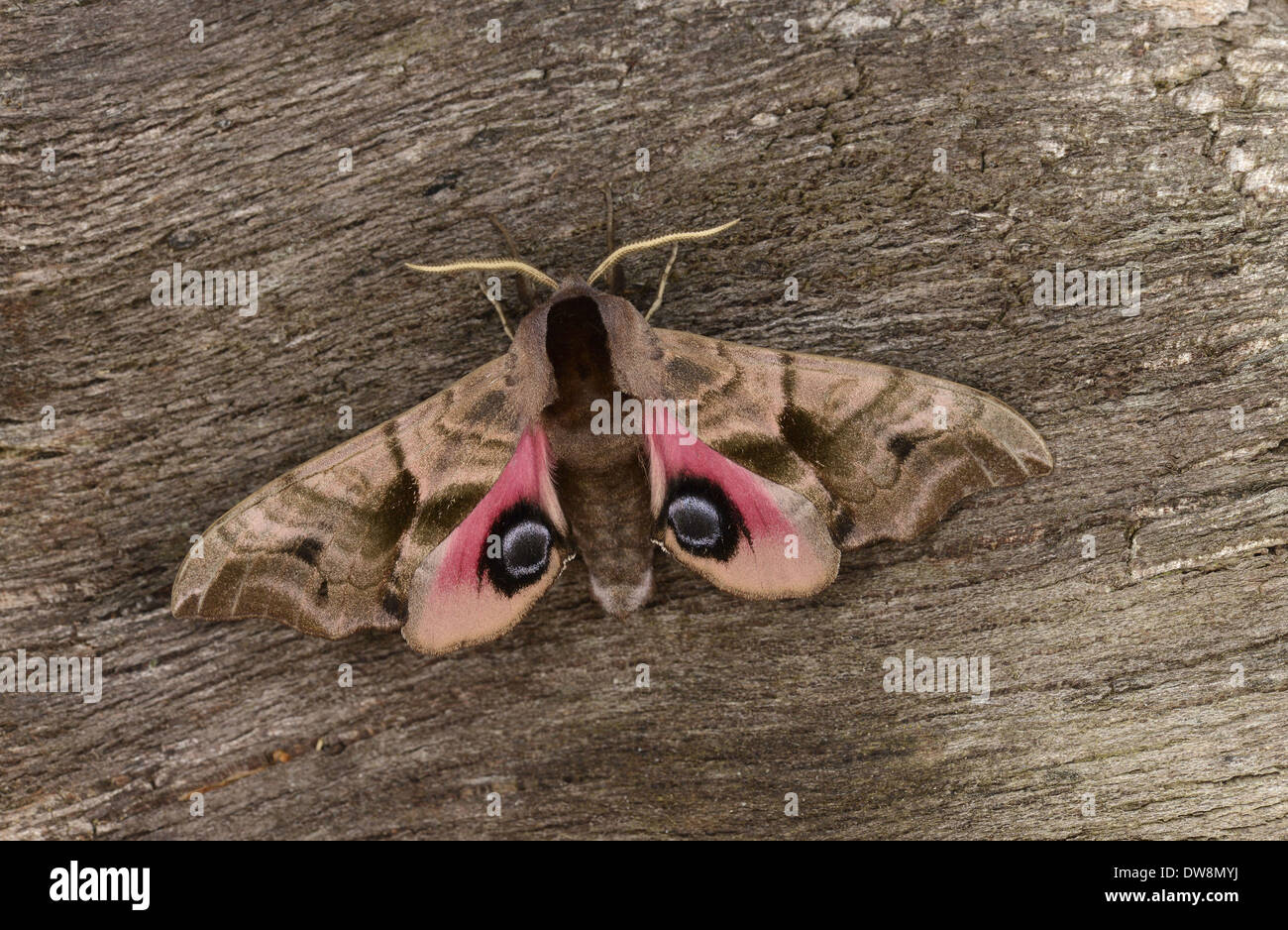 Eyed Hawkmoth (Smerinthus ocellata) adult showing eyespots on rear wings resting on bark Oxfordshire England July Stock Photo
