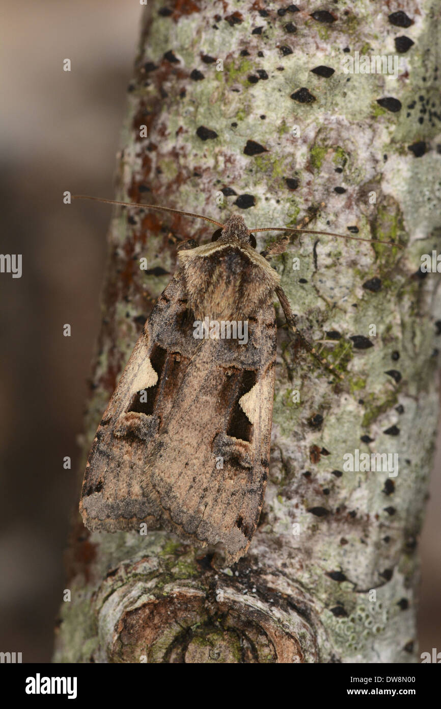 Setaceous Hebrew Character (Xestia c-nigrum) adult resting on twig Oxfordshire England August Stock Photo
