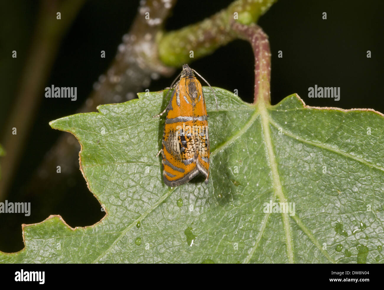 Arched Marble (Olethreutes arcuella) adult resting on leaf French Pyrenees France June Stock Photo
