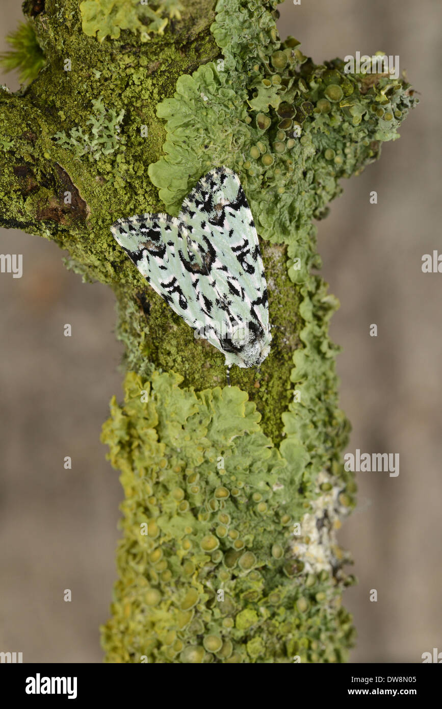 Merveille-du-Jour (Dichonia aprilina) adult resting on lichen covered twig Oxfordshire England May Stock Photo