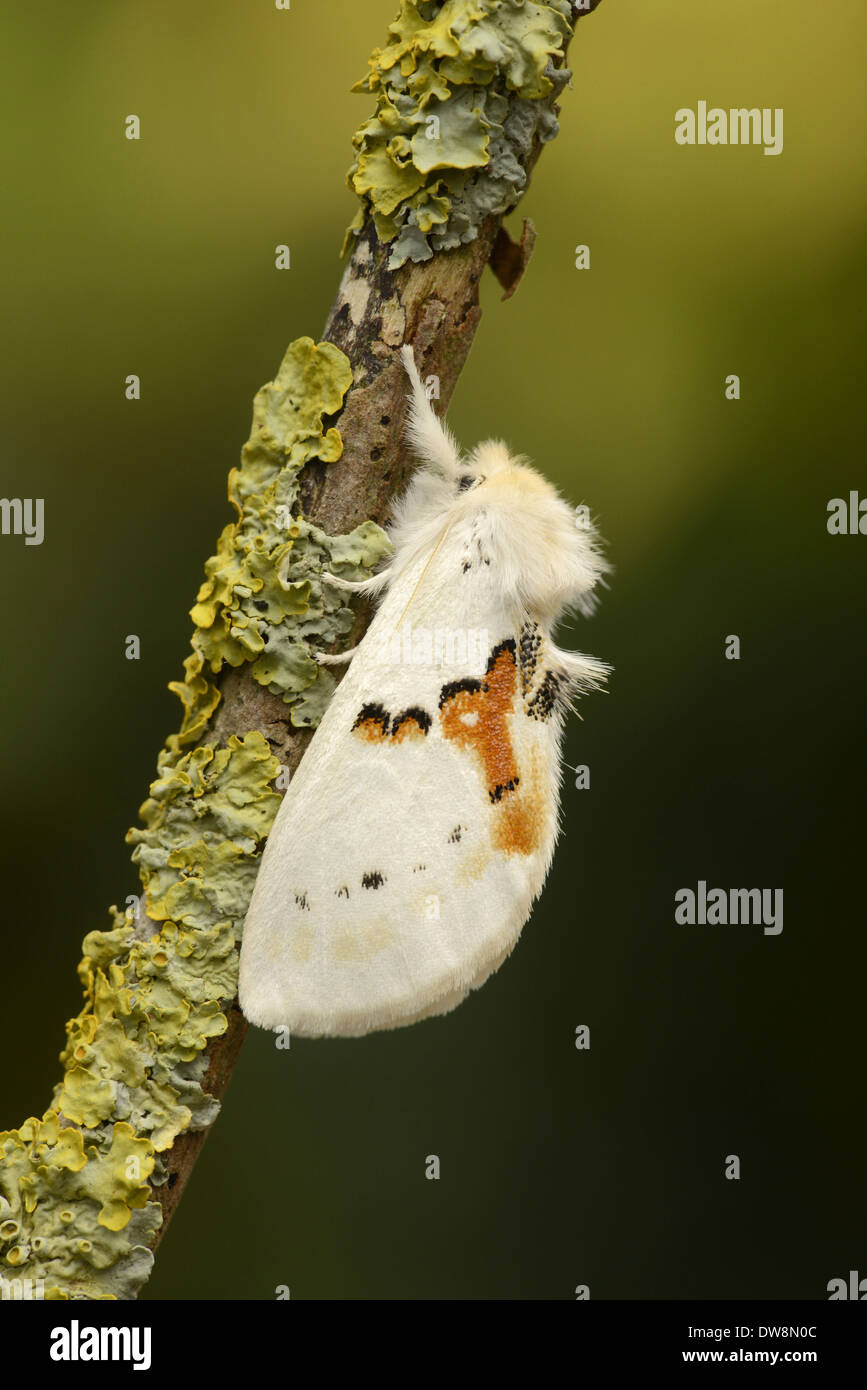 White Prominent (Leucodonta bicoloria) adult resting on lichen covered twig (captive bred) Stock Photo