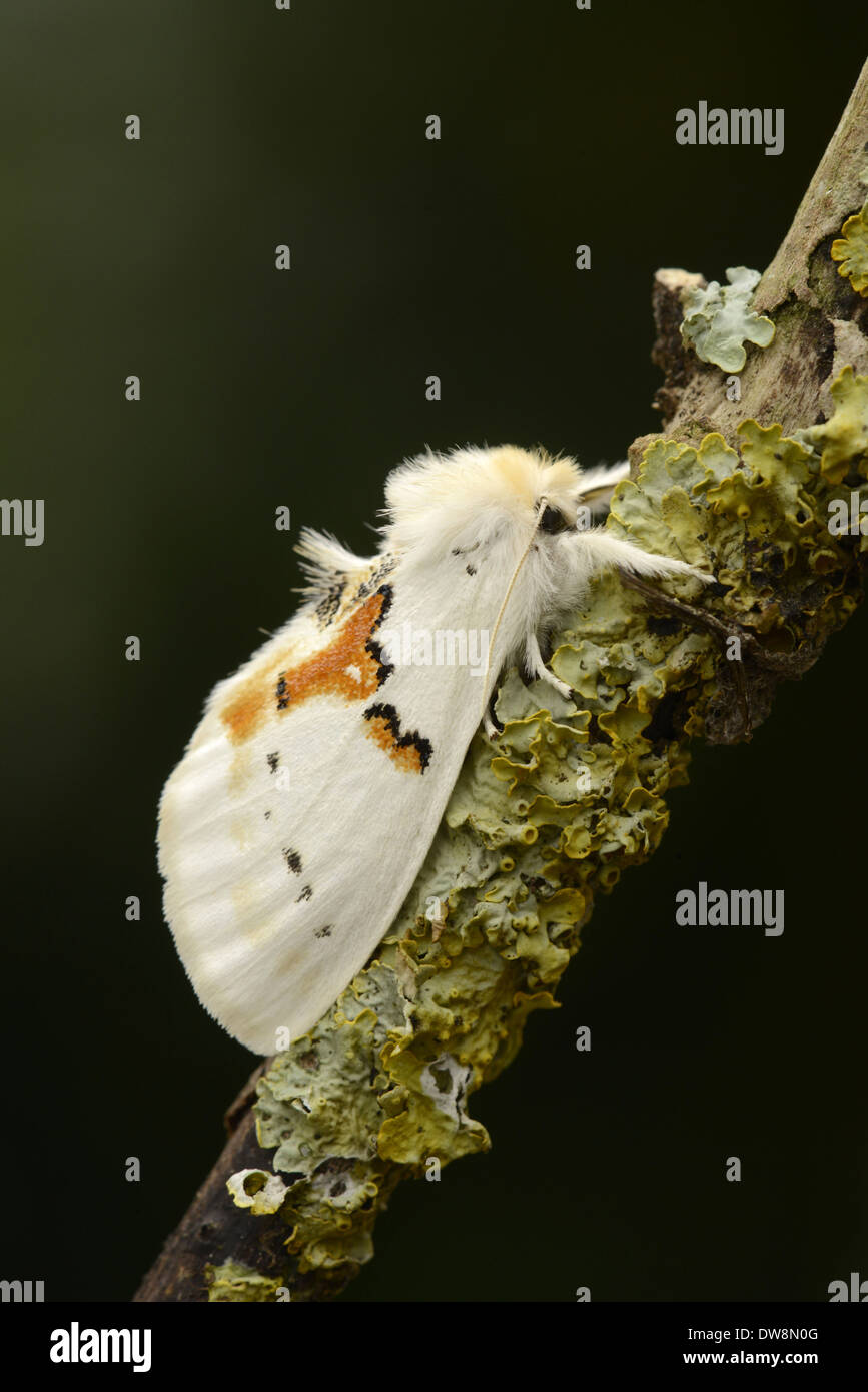 White Prominent (Leucodonta bicoloria) adult resting on lichen covered twig (captive bred) Stock Photo