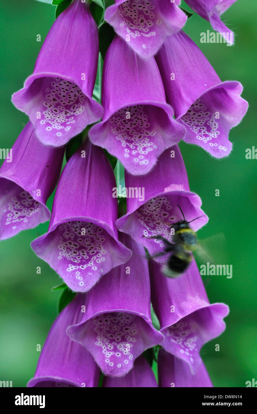 A foxglove in flower with a bee entering its trumpet UK Stock Photo